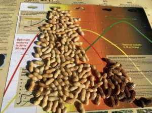 Peanuts