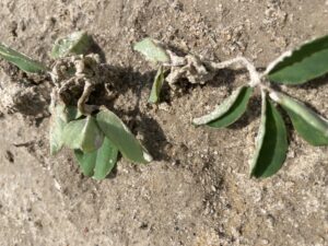 Cover photo for Valor Injury Peanut Notes No. 96 2022