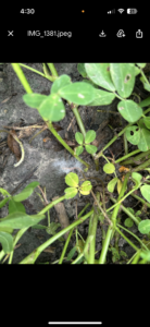 Cover photo for Sclerotinia Blight in Virginia Peanut Notes No. 207 2025